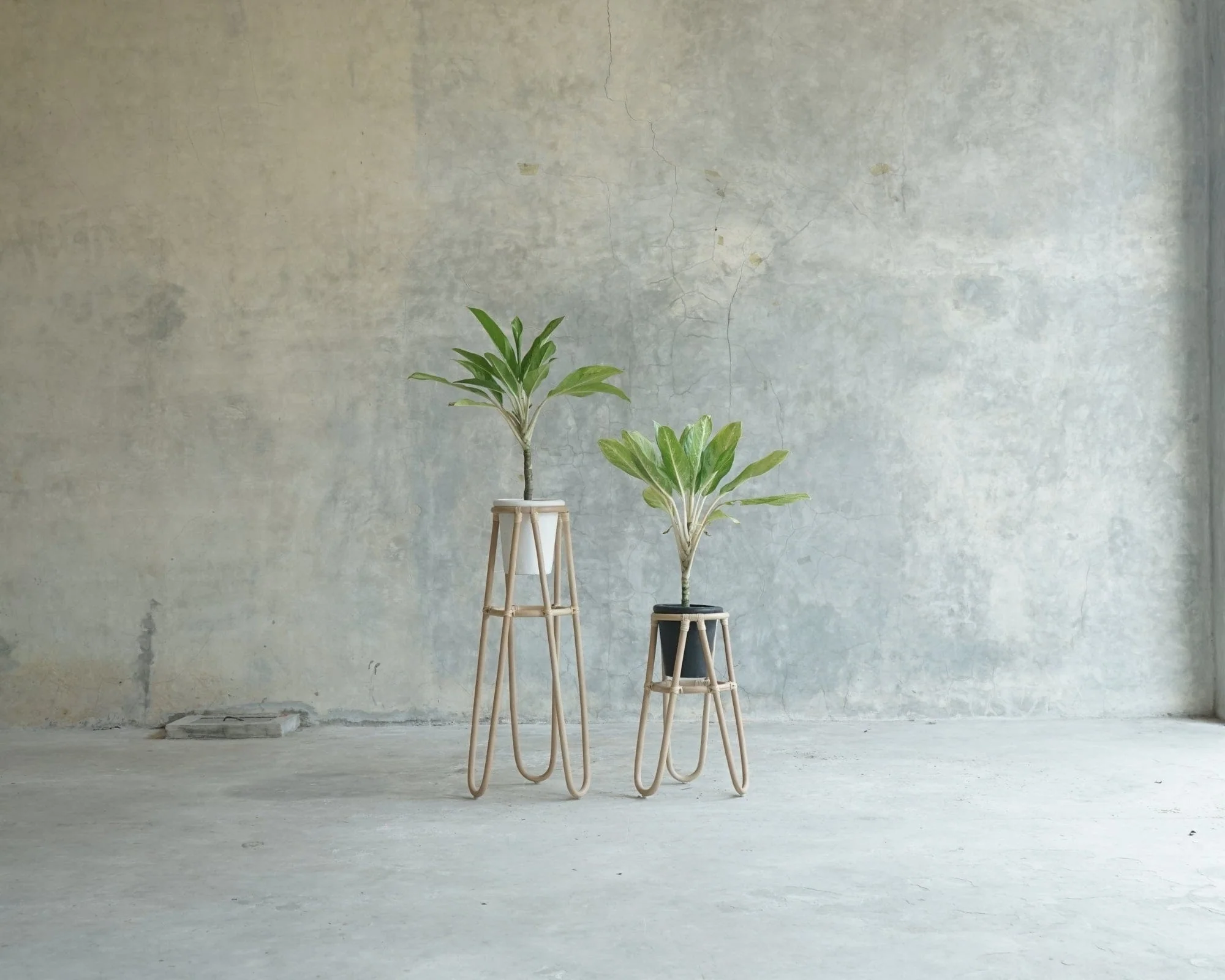 Oasis Plant Stand Natural Large - Image 4